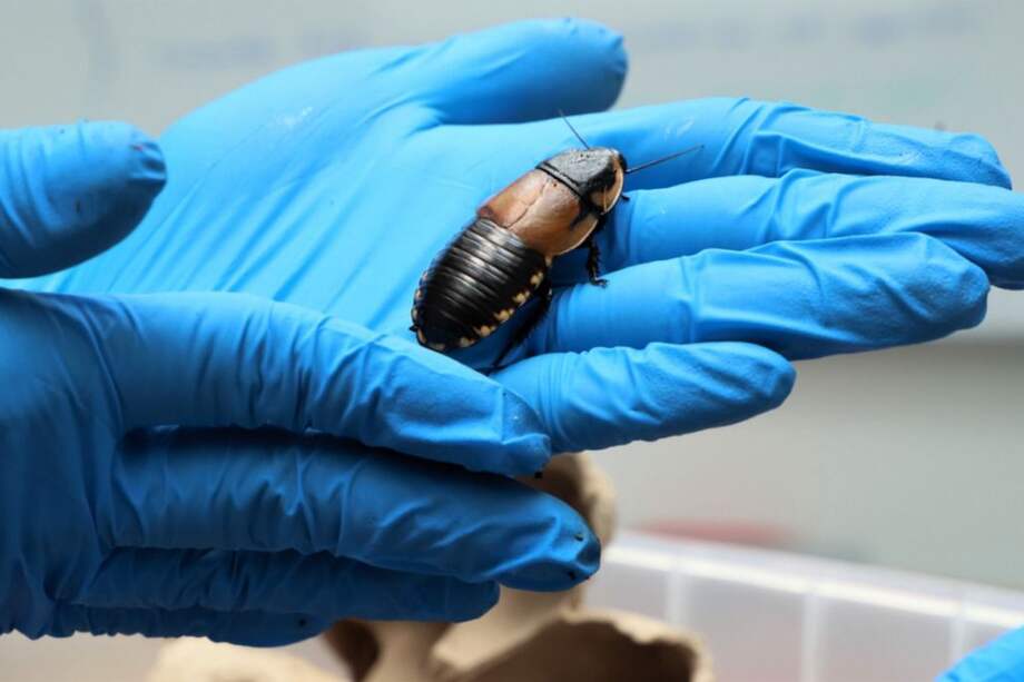 Los extranjeros indicaron que trasladaban los animales con fines académicos.