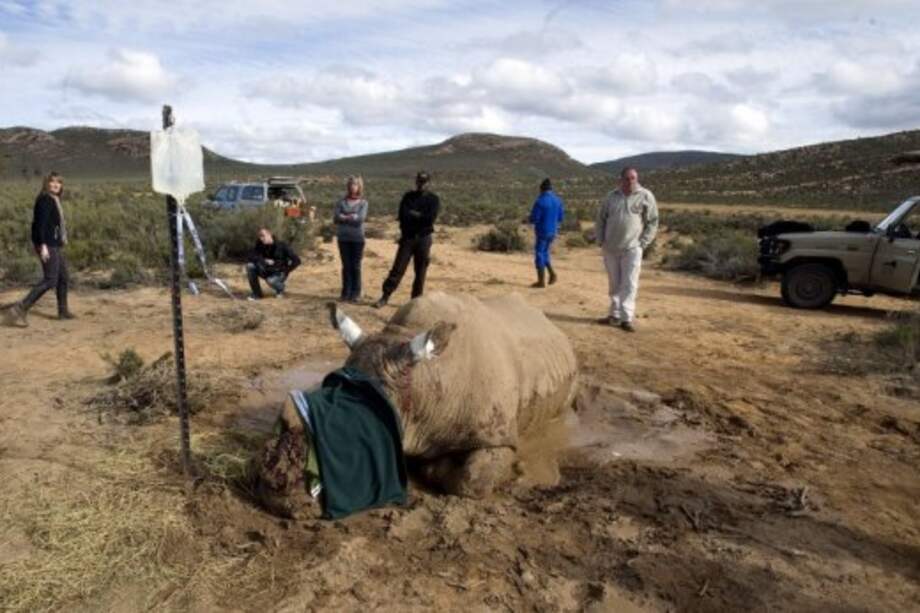 En el mundo sólo quedan seis rinocerontes blancos