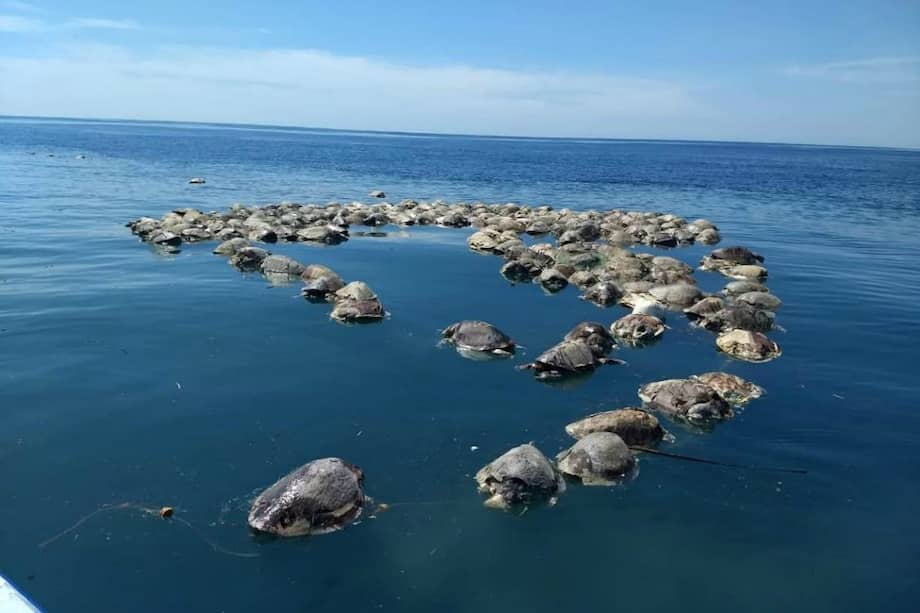 Fueron encontradas en frente de las costas de Oaxaca, en el Pacífico mexican / EFE
