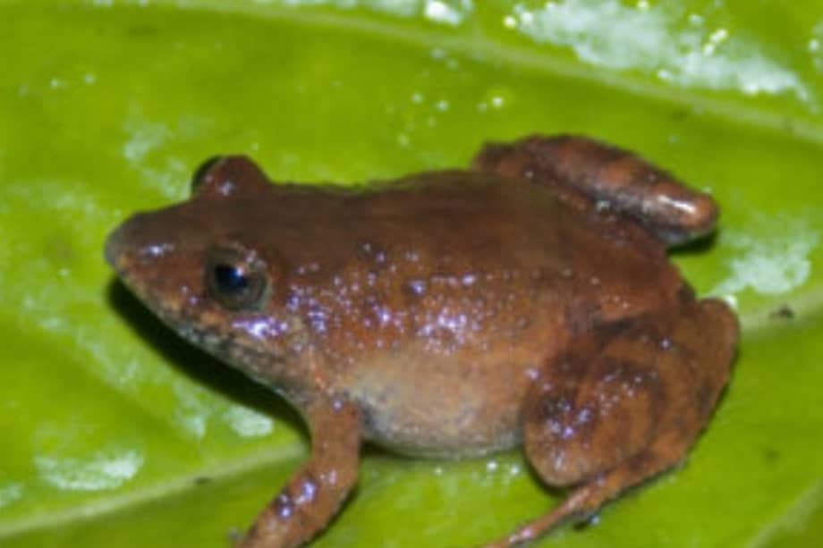 Niceforonia tempestuosa es una nueva especie de rana para Colombia.