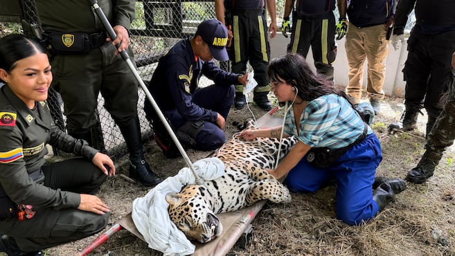 Autoridad ambiental de Amazonas reconoce que desapareció el jaguar hallado en la U. Nacional