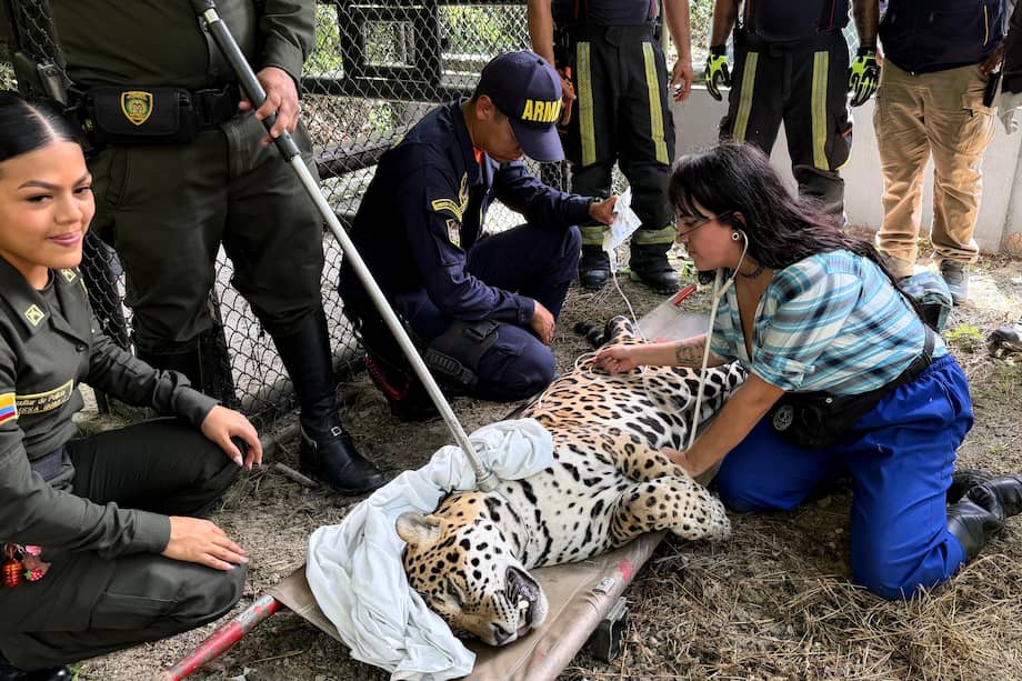 Se trata de un macho adulto de 110 kilogramos, según informaron los profesionales que acudieron al rescate.