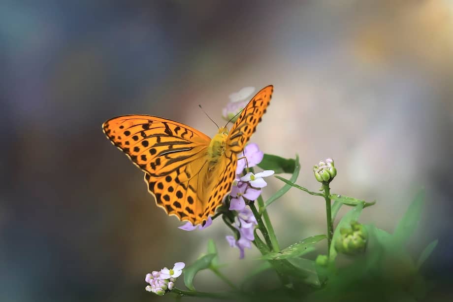 La planta ha desarrollado toxinas que la protegen de la mayoría de los herbívoros, mientras que las monarcas han evolucionado para tolerar estas toxinas y usarlas en su beneficio