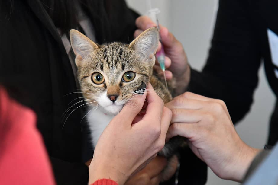 Los médicos veterinarios recomiendan llevar a las mascotas al veterinario al menos una vez al año, incluso si parecen estar sanas. EFE/ Jorge Ábrego