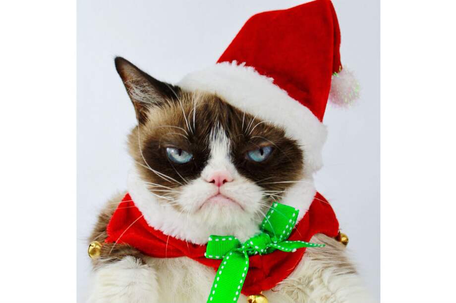 La felina de ojos azules se convirtió en un fenómeno al aparecer en varios programas de televisión e incluso en una función del musical de Broadway "Cats". / Twitter @RealGrumpyCat