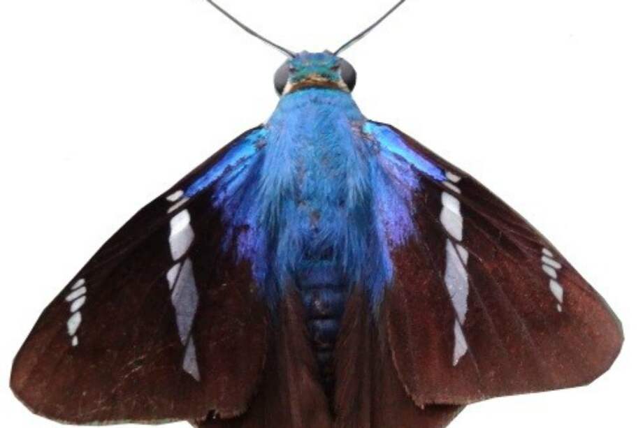 Uno de los ejemplares hallados en Los Estoraques.