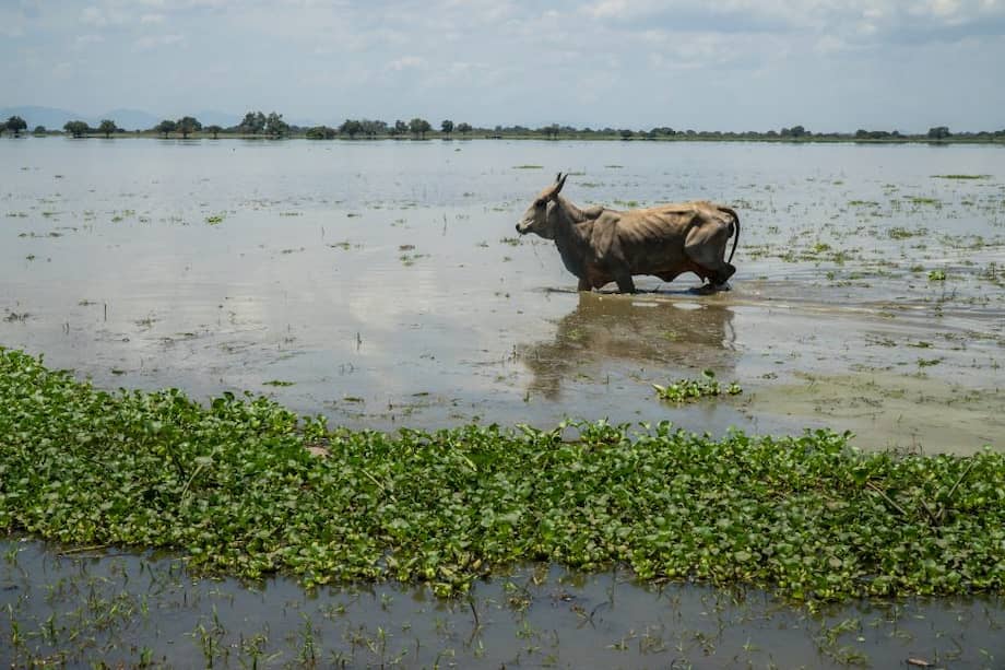 Ciénaga Pajaral, parte del complejo cenagoso de La Zapatosa. Corregimiento El Cerrito. El Banco, Magdalena.
