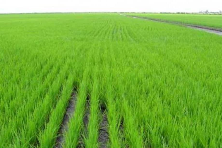 Cambio climático afectó producción del arroz en Colombia