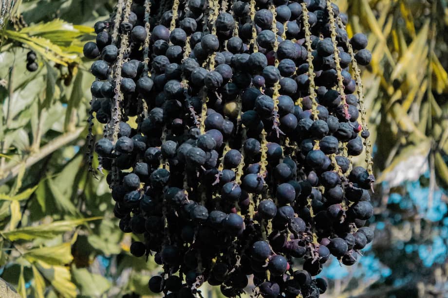 Lo que quizá no sabía es que este pequeño fruto oscuro tiene mucho más que ofrecer que su sabor.