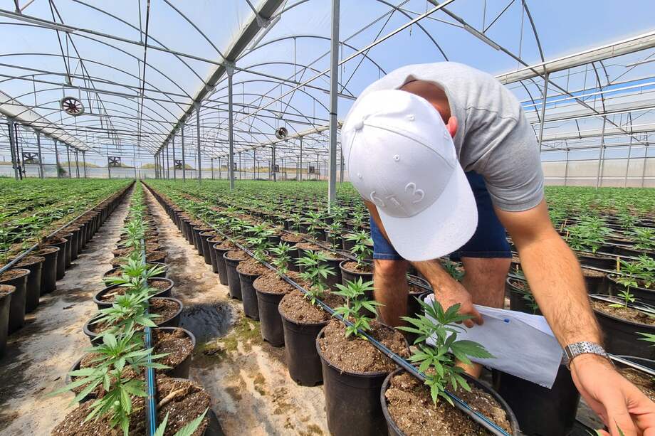 Para octubre de 2021, el Ministerio de Justicia colombiano ha otorgado 1026 licencias para cultivo no psicoactivo y 651 para cultivo psicoactivo de cannabis.