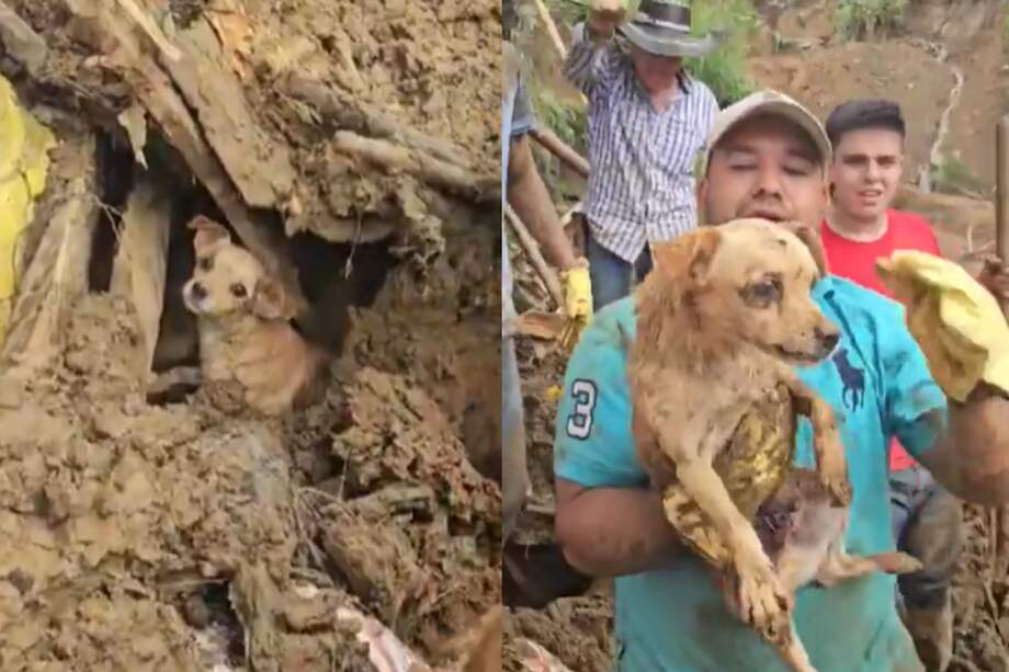 El animal fue alimentado por un hueco que lograron abrir entre el barro y los escombros.