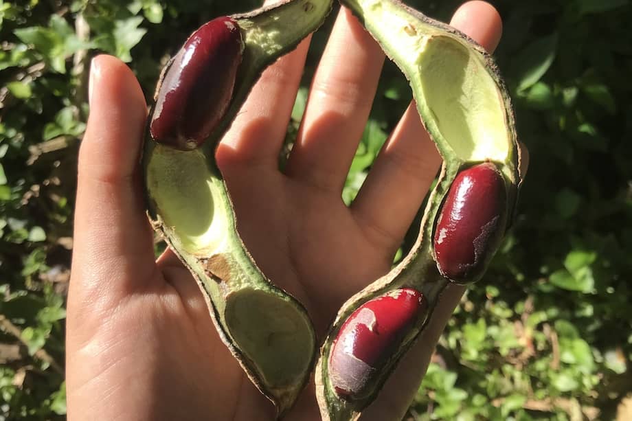 Tiene hasta un 23 % de proteína, alimenta personas y animales, y crece en los Andes colombianos: así es el chachafruto.