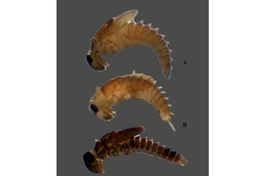 En la imagen aparecen: (A) Baetodes dicyrtus (B) B. huilensis, y (C, la última) B. ironmaiden.