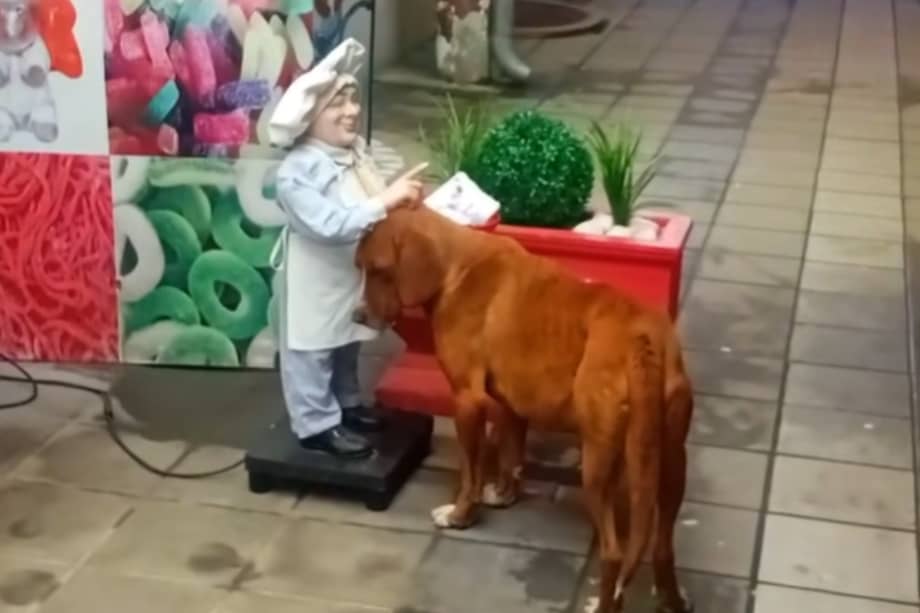 El clip alcanza más 800 mil me gusta y 7 mil comentarios.