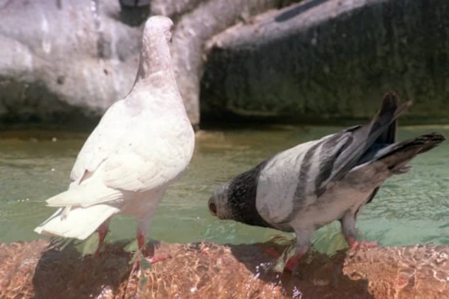 De acuerdo con expertos no existen riesgos de transmisión de enfermedades por el consumo de estas aves. /EFE.