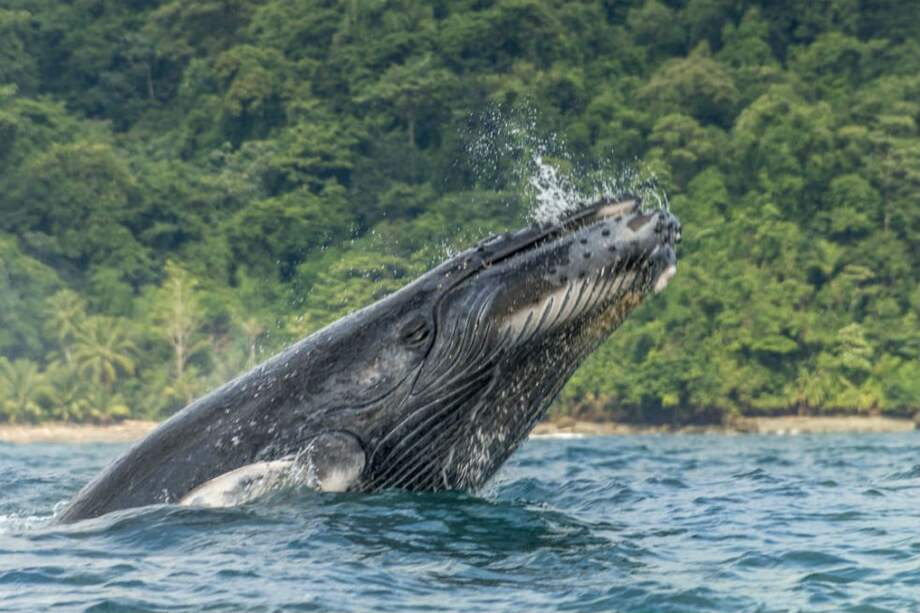 El avistamiento de ballenas yubarta, o jorobadas, son una de las actividades más populares en los Parques Nacionales de Colombia. / Parques Nacionales Naturales