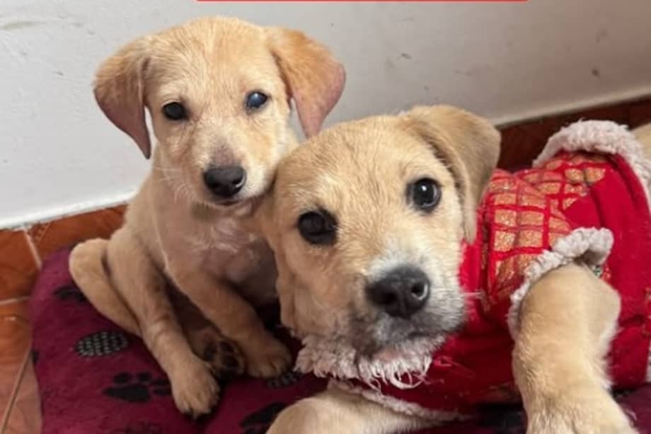 En hogares de paso, 21 perros y gatos rescatados aún esperan un gesto solidario que les permita recibir su aguinaldo navideño, pese a que las fiestas ya terminaron.