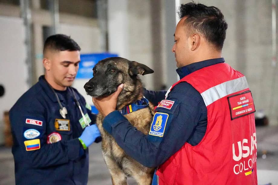 Los perros rescatistas reciben evaluaciones médicas antes y después de cada jornada para garantizar que puedan trabajar de forma segura.