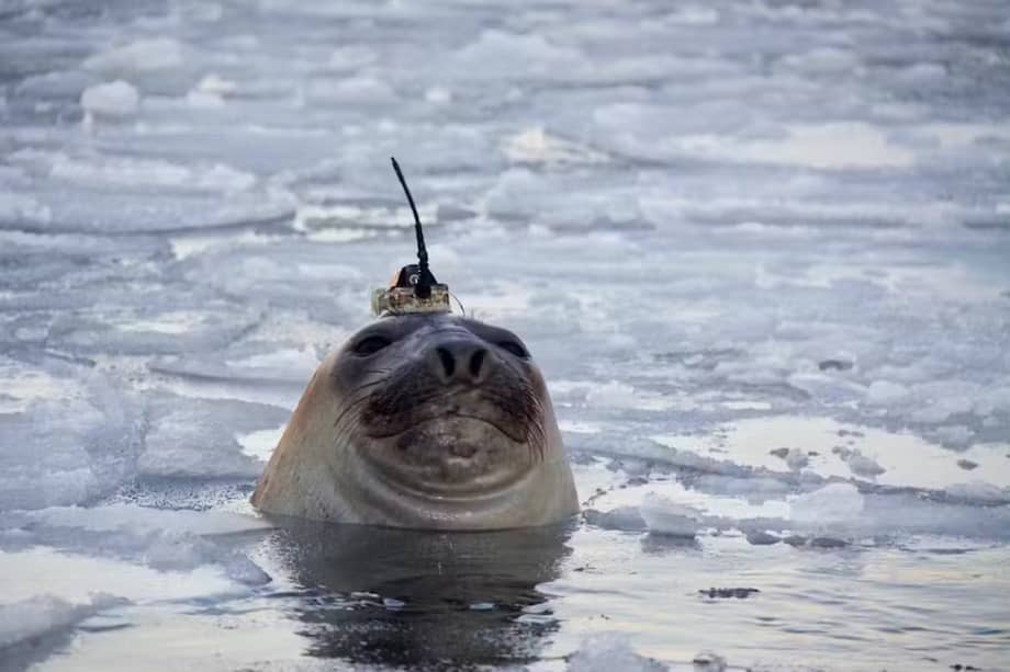 Una foca elefante equipada con un sofisticado dispositivo de recolección de datos. Los instrumentos se desprenden durante la época de muda. /C McMahon/IMOS , CC BY-NC-ND