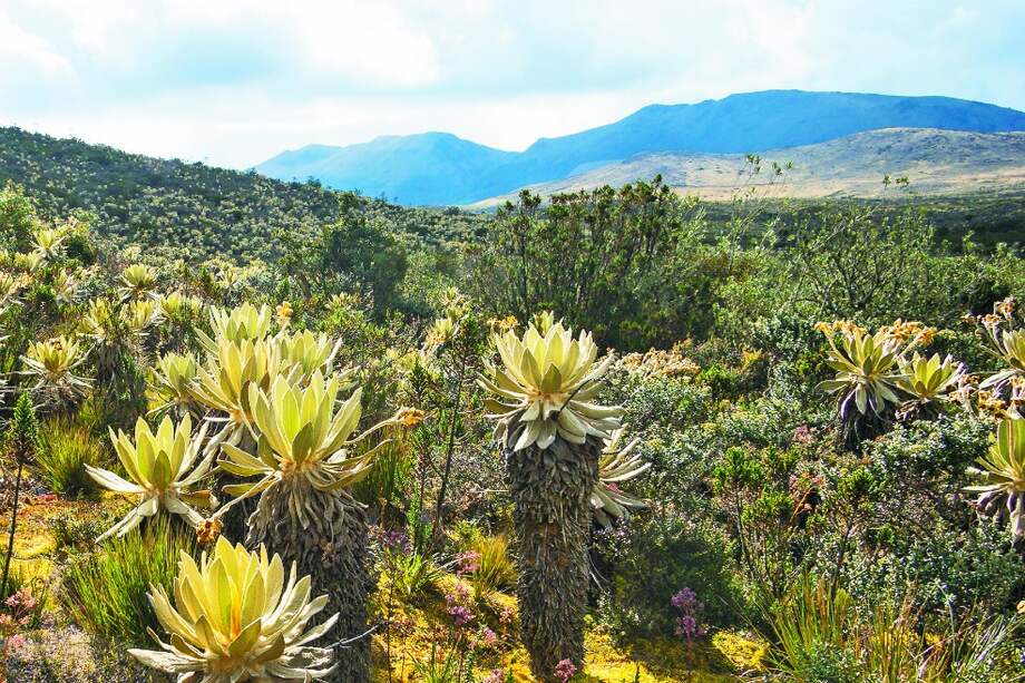 La idea de la ley es crear lineamientos para que comunidades que viven en los páramos hagan una transición a actividades sostenibles. / Getty Images