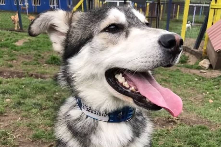 Con nuevos cuidados y mucho amor, Milo vuelve a confiar en las personas mientras espera un hogar.