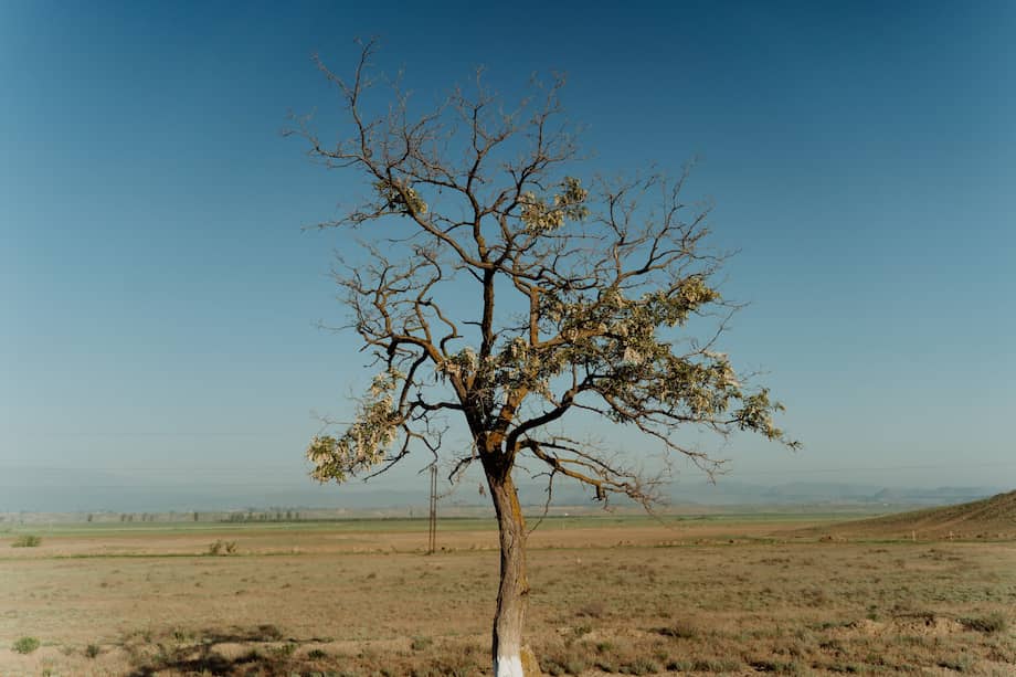 árbol seco