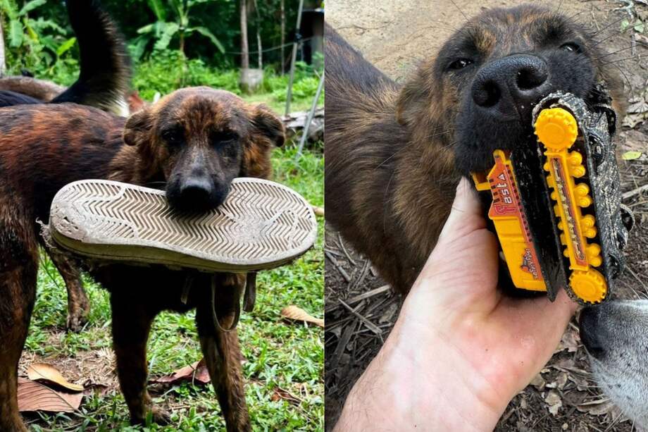 Snickers vive con Mars Bar, Milky Way, Rolo y Bumper, otros perritos callejeros de una comunidad en Tailandia.