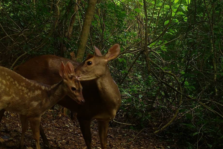 Madre y cría de venado coliblanco dentro del Santuario de Fauna y Flora Los Colorados.
