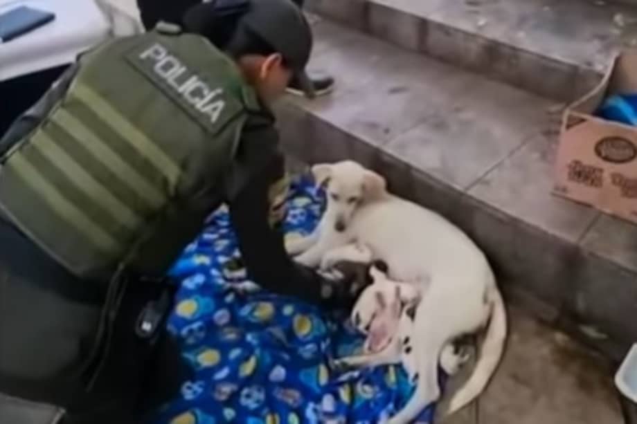 Policía de Bucaramanga asistió el parto de una perrita callejera y salvó a ocho cachorros