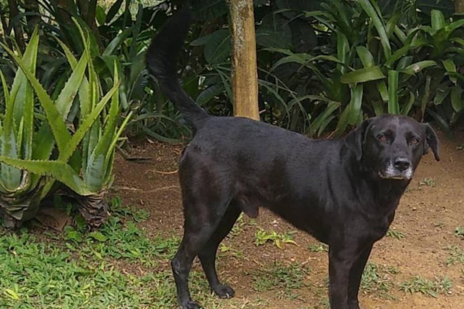 Este es Tommy, canino herido con arma blanca.