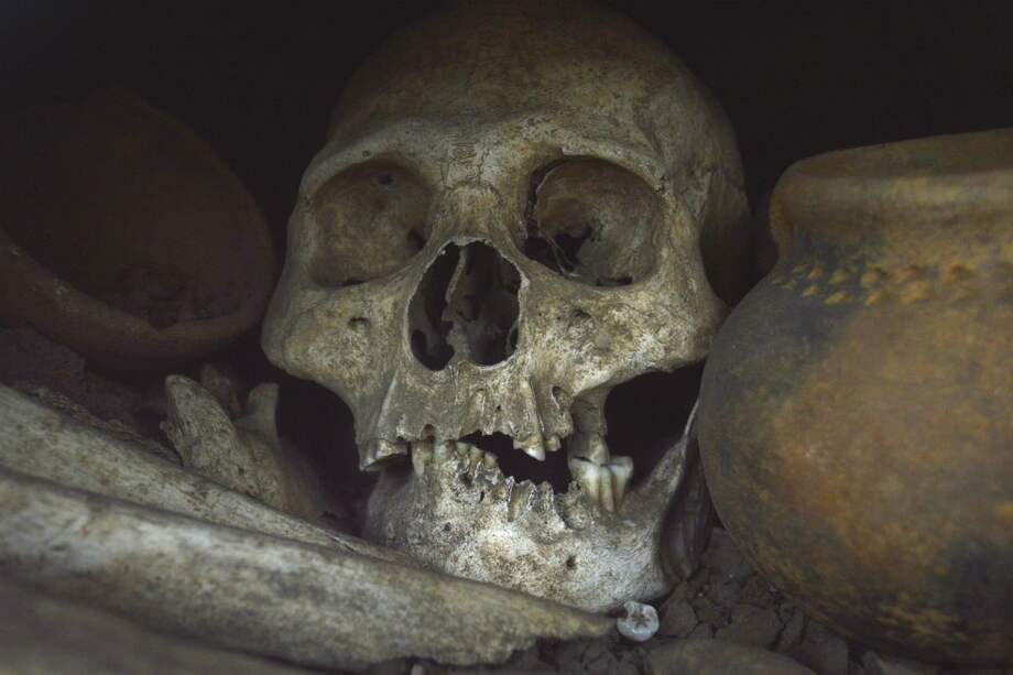 Los restos óseos se sometieron a un proceso de limpieza física y química para evitar contaminación con material genético externo.
/ Óscar Piratova/Unimedios