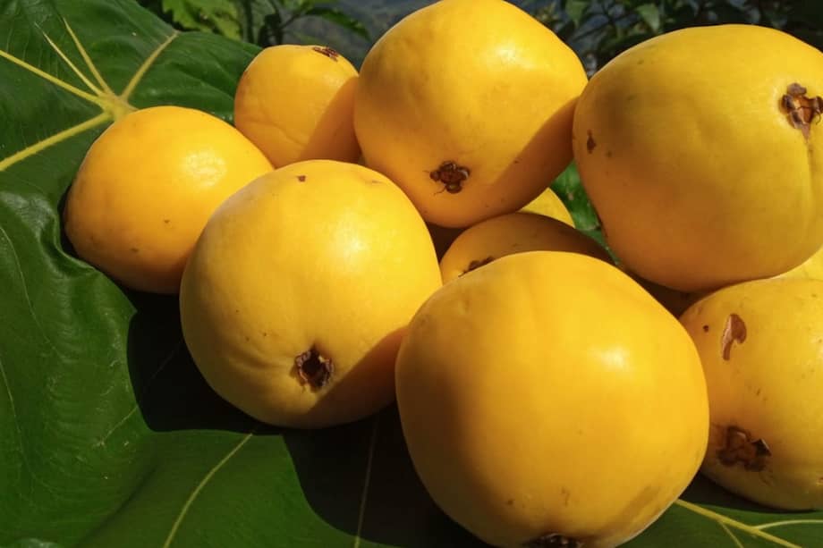 El arazá es una fruta ácida de la Amazonía