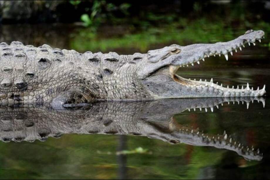 Archivo AFP / Archivo AFP