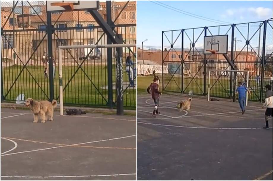 Imagen del perro en medio del partido de fútbol.