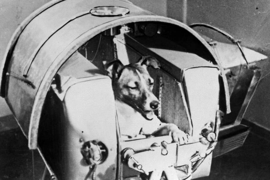 Hace 60 años la perra Laika era enviada al espacio