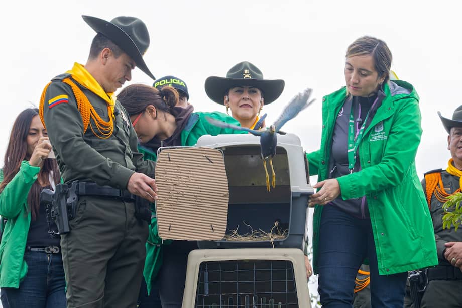 Momento exacto de la liberación de las aves en el humedal El Tunjo.