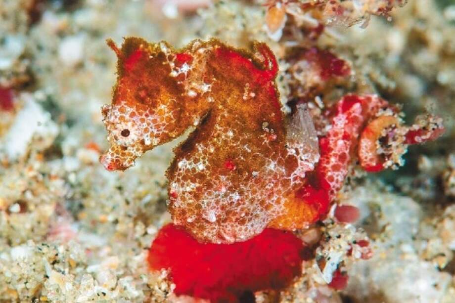 El “Hippocampus nalu” tiene el tamaño de un grano de arroz. / Richard Smith - Natgeo