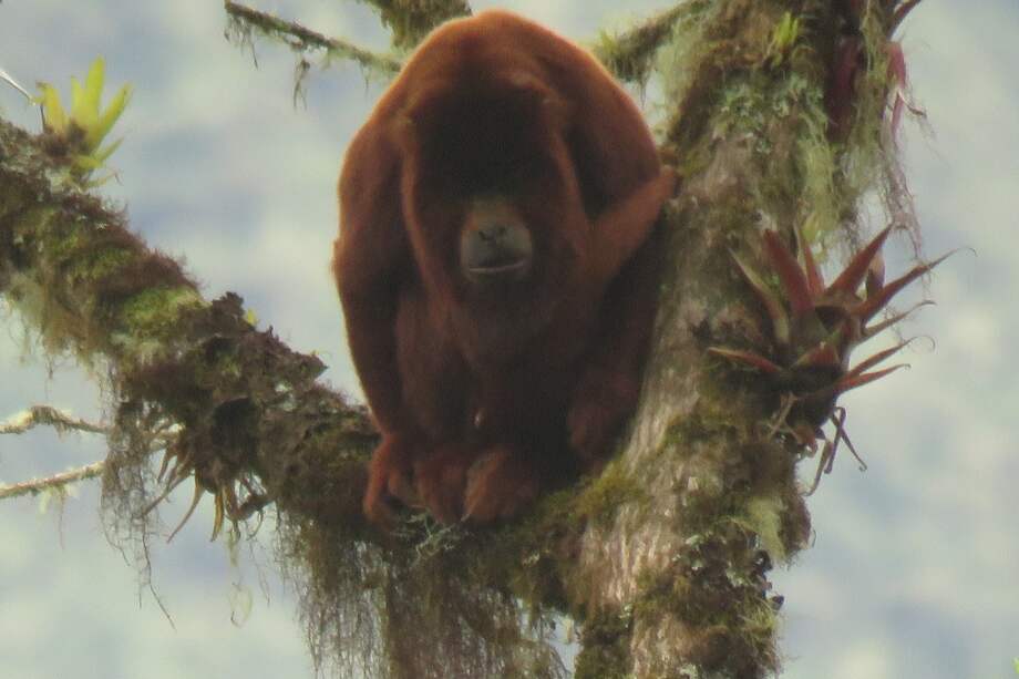 Aunque se realizan diariamente recorridos en el área protegida, y se habían encontrado huellas y pistas de esta especie en los árboles y senderos, el equipo del Parque no había podido confirmar su presencia, hasta ahora.