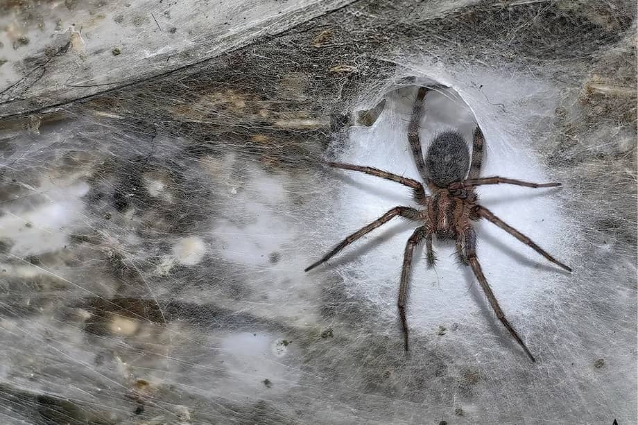 Tegenaria domestica en la Cueva de Azufre.