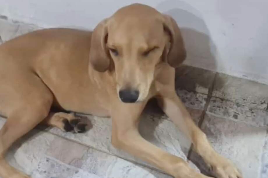 Este es el perro que se ve en las grabaciones y que fue robado.
