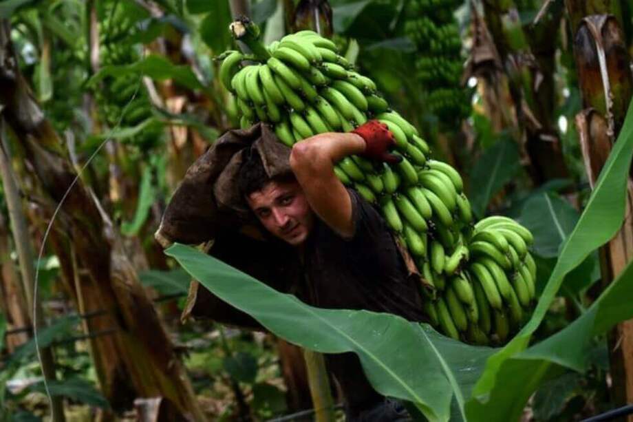 Así operaban los paramilitares en la región bananera del Urabá antioqueño