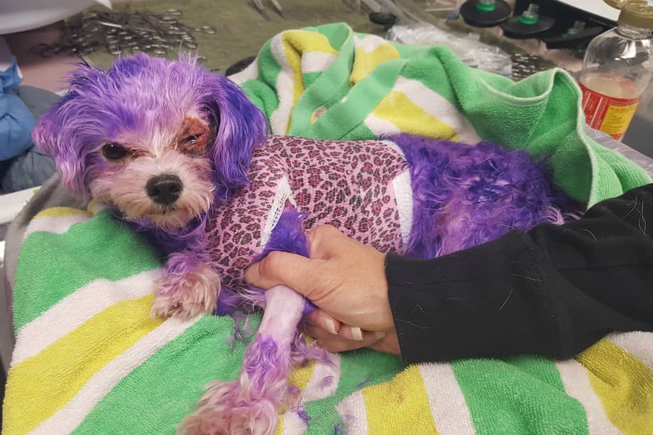 Violet. / Tomada de la cuenta de Facebook de Pinellas County Animal Services