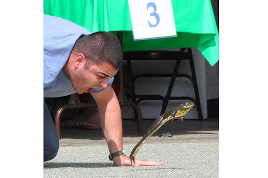 Los entrenadores del concurso de saltos de Calaveras (California) han perfeccionado el arte de hacer saltar a una rana