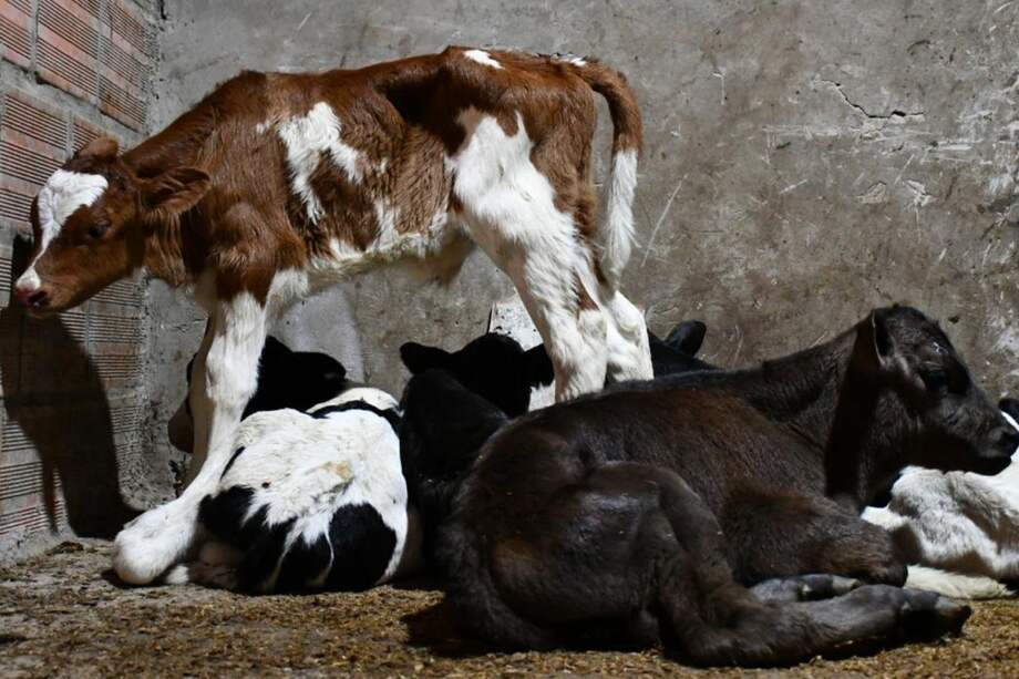 Se efectuó el decomiso de los 41 animales y fueron puestos bajo la custodia
del IDPYBA.