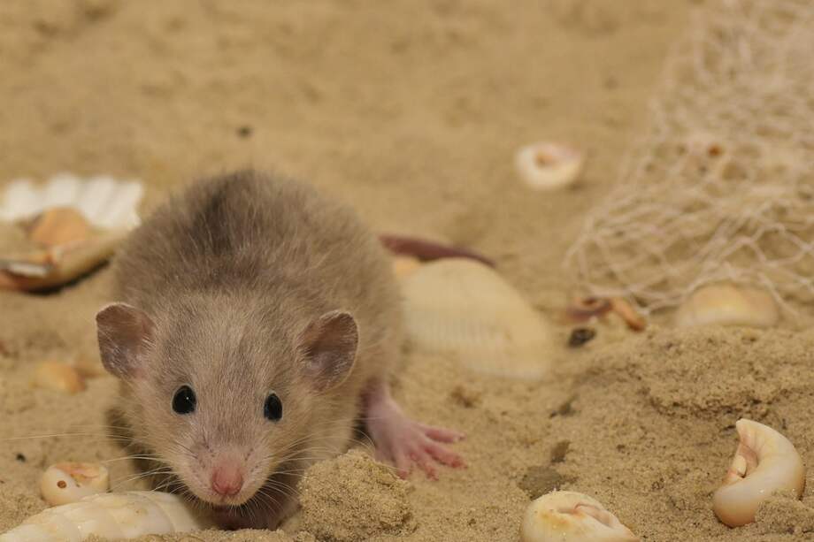 Foto de referencia. / Pixabay