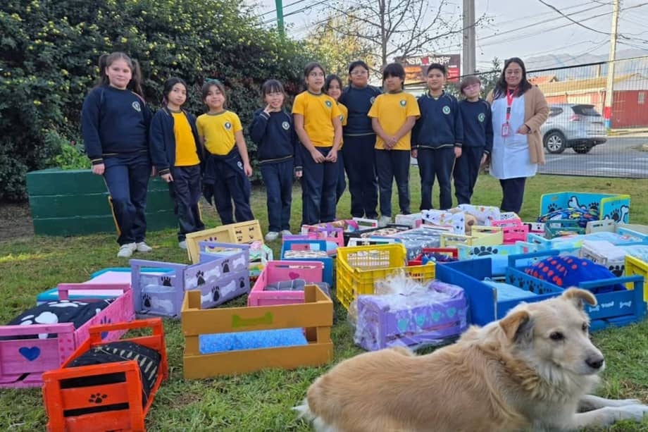 Los estudiantes trabajaron durante varios meses en el diseño y construcción de las camas, las cuales serán entregadas a animales sin hogar a través de la Clínica Veterinaria Municipal.