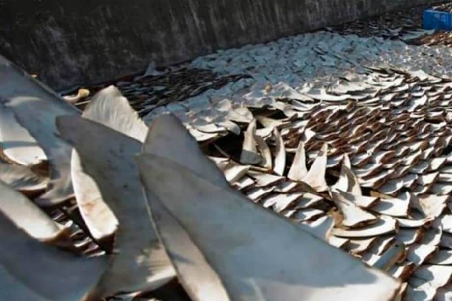 Aunque desde 1994 está prohibido en el país cortar aletas a los tiburones, una práctica criticada por su crueldad y que provoca cada año la muerte de decenas de millones de estos animales, hasta este viernes era legal su importación y consumo. / EFE