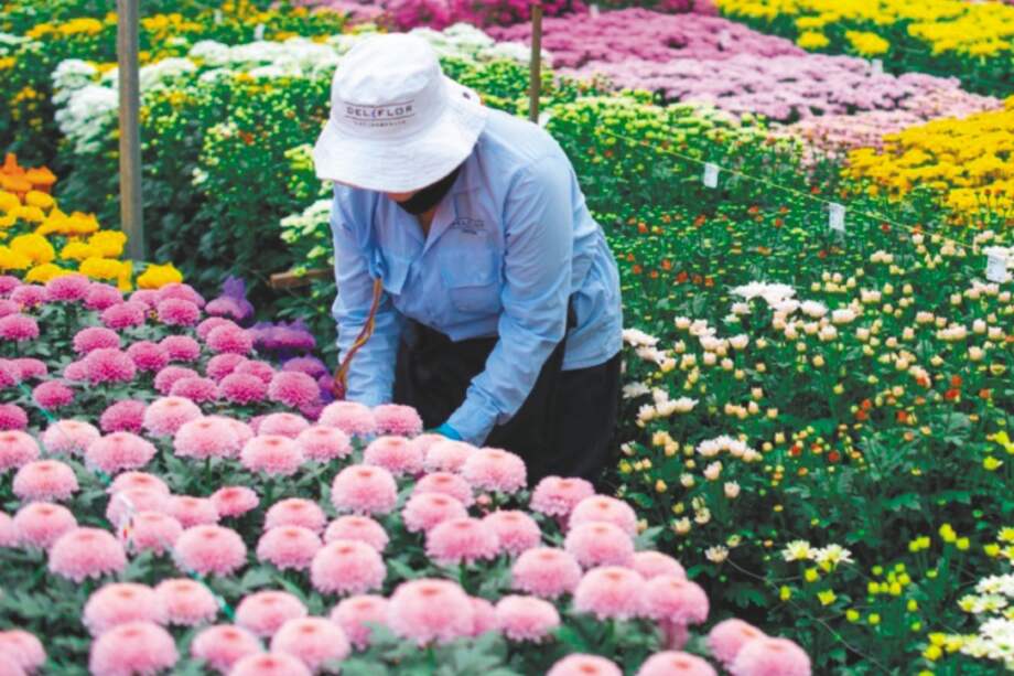El 97 % de la producción del sector depende de las exportaciones. / Cortesía Deliflor Latin America