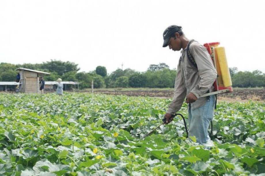 Sequía amenaza al menos 14.800 hectáreas de cultivos en Valle del Cauca