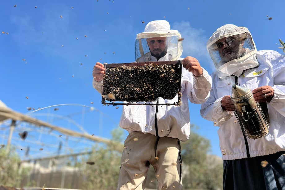 Tras meses desplazado lejos de sus colmenas, este gazatí las va reconstruyendo sin apenas recursos, para llenarlas de nuevo de unos insectos que, dice, forman parte de su sangre.